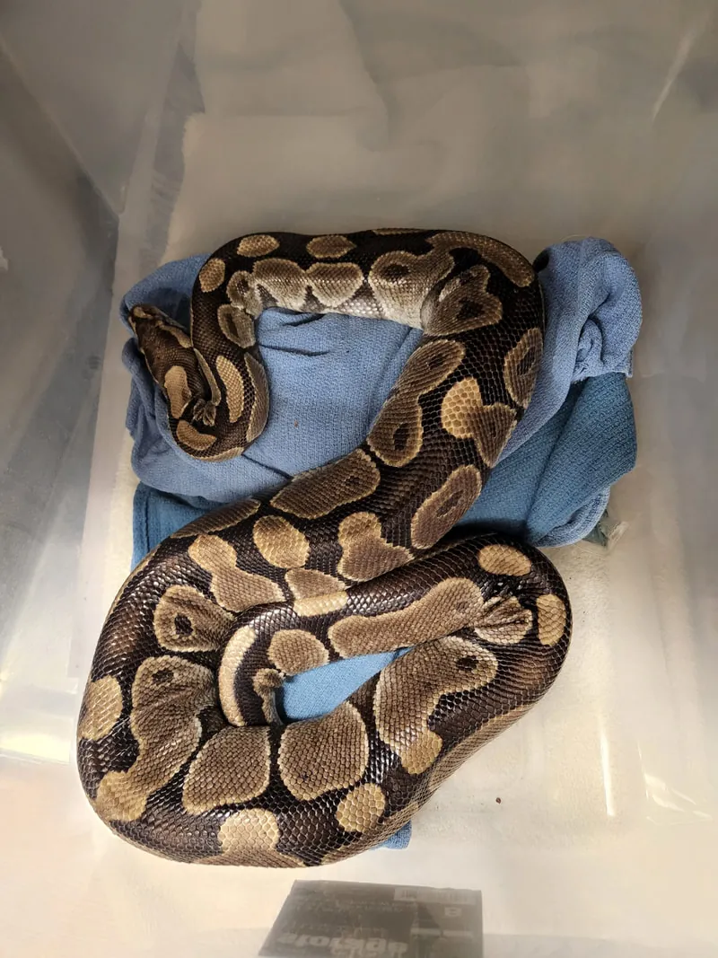 A ball python resting on a towel at the clinic