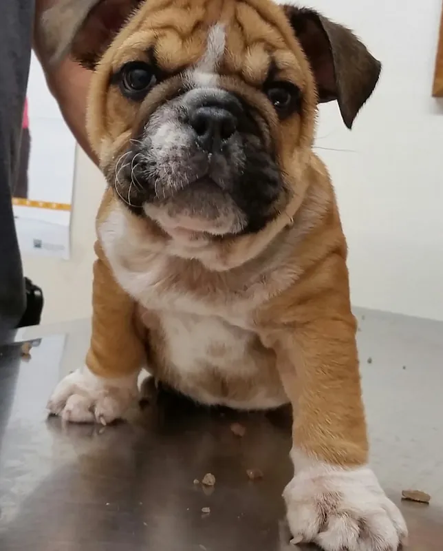 A bulldog puppy at Bayfield Animal Hospital