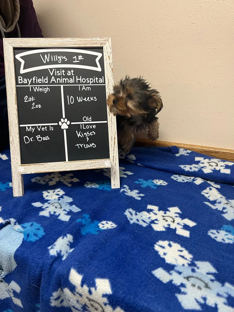 A puppy beside a hand-lettered Bayfield Animal Hospital first-visit chalkboard