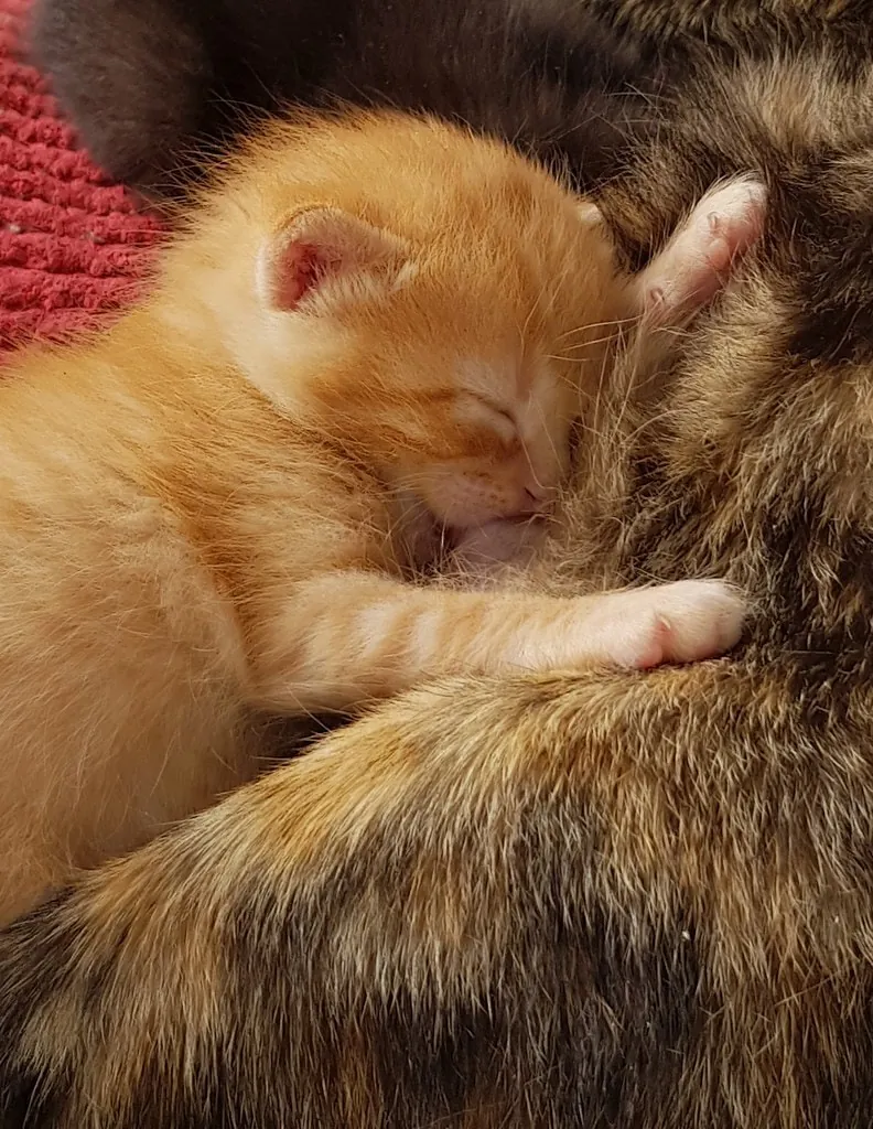 An orange kitten curled up asleep