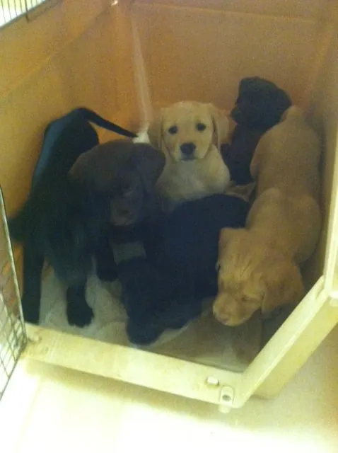 Puppies at Bayfield Animal Hospital
