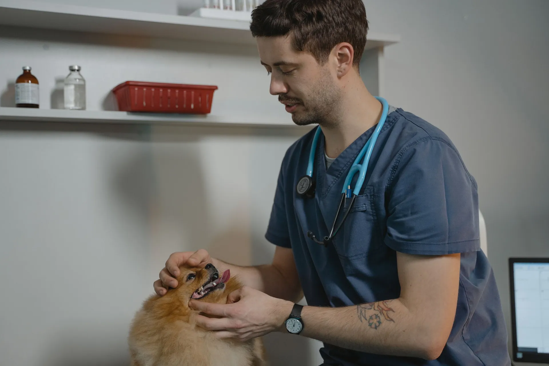 New to Bayfield Animal Hospital? Here's What to Expect